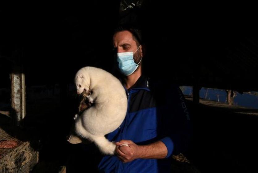 حيوان المنك