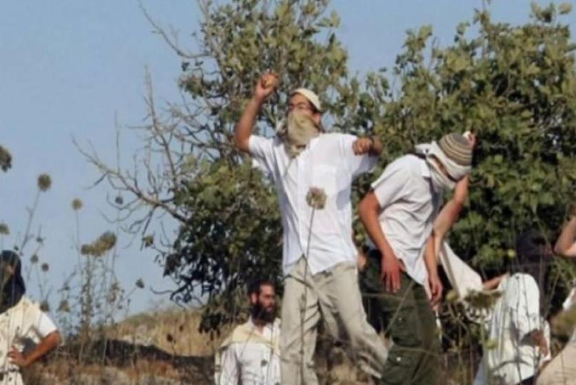 مستوطنون يقطعون عشرات أشجار الزيتون