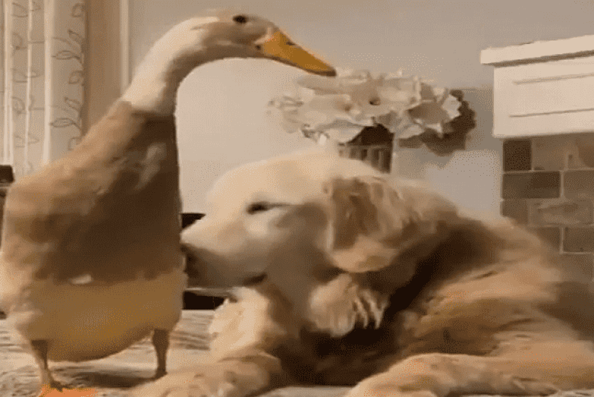 صداقة بطة وكلب