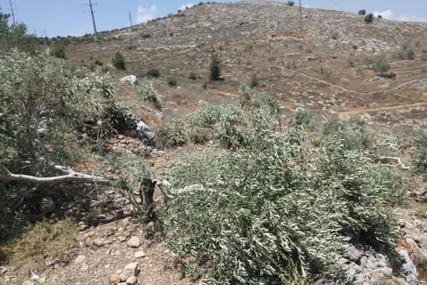 اتقلاع أشجار زيتون- ارشيف