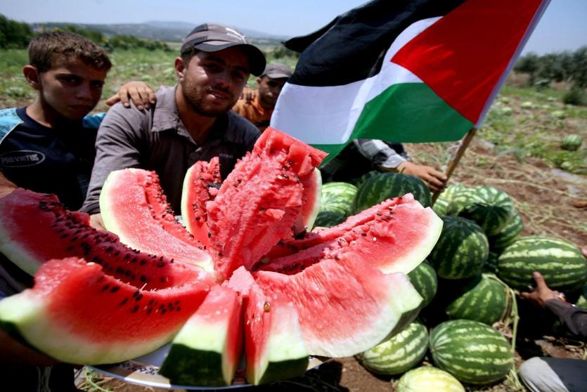 البطيخ في الأغوار - الأرشيف