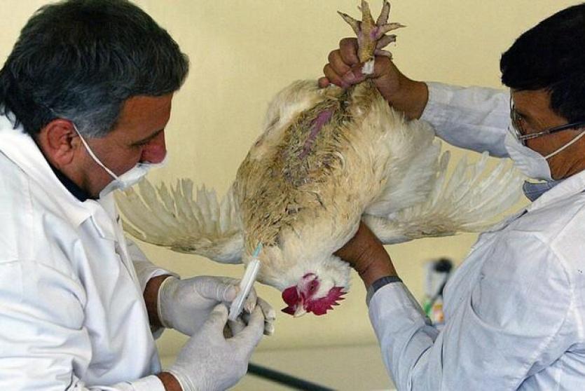 طبيبان بيطريان يعالجان دجاجة في العراق
