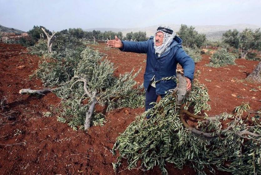 مستوطنون يقطعون أشجار زيتون -أرشيف-