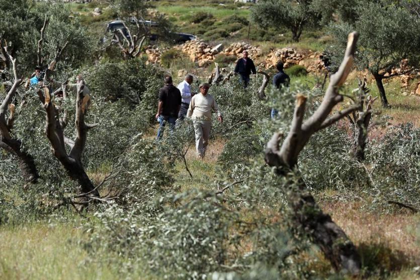 الاحتلال يقتلع أشتال زيتون - صورة من الأرشيف