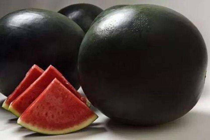 بطيخ