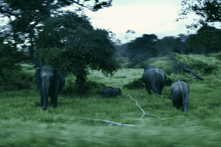 أرشيفية.. الأفيال تقتل حوالي 100 شخص في الهند سنويا