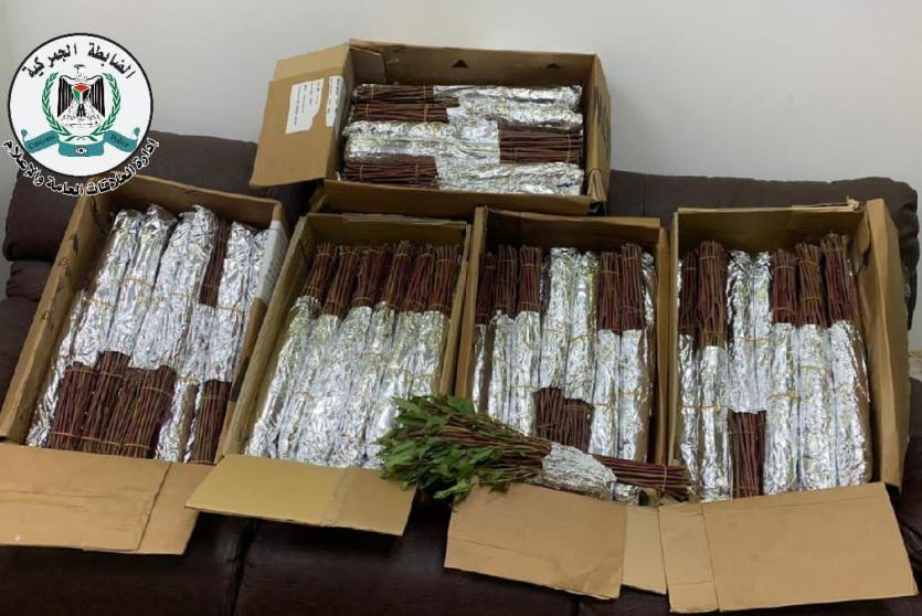 نبتة القات المخدرة 