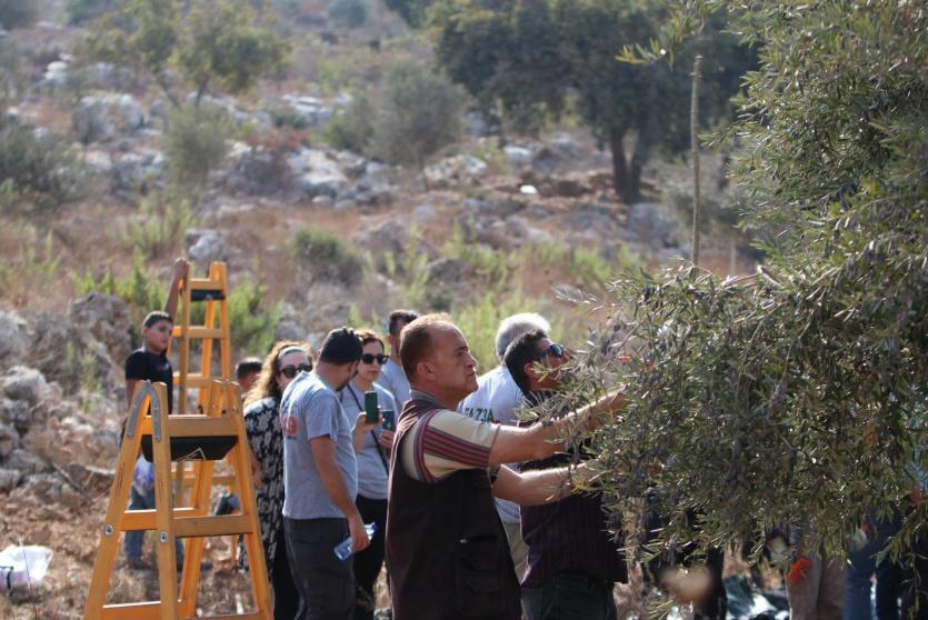 قطف الزيتون في حارس