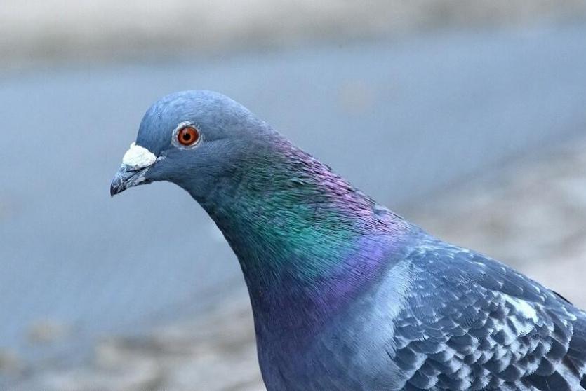 حمامة