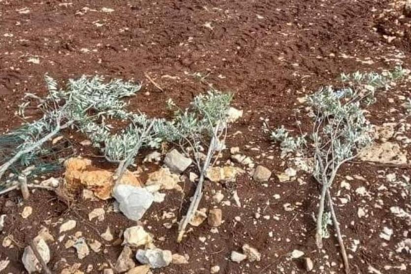 مستوطنون يقتلعون مئات أشتال الزيتون والكرمة جنوب بيت لحم