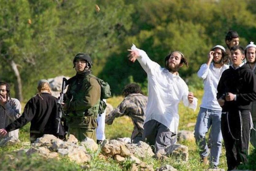 مستوطنون يرعون أبقارهم في أراضي المواطنين ويخربون مزروعاتهم بقراوة بني حسان