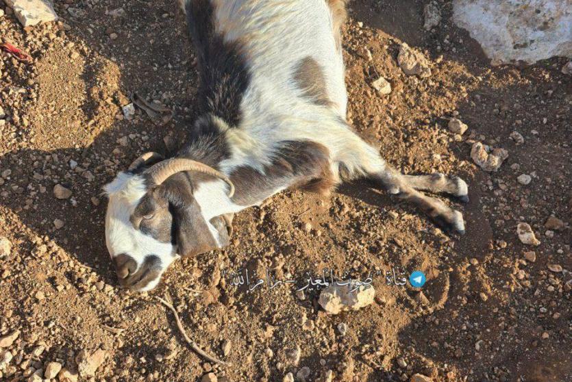 أغنام قام مستوطنون بتسميمها