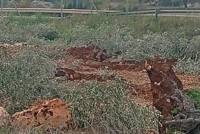 الاحتلال يقتلع مئات أشجار الزيتون شمال سلفيت
