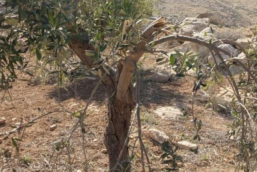 مستعمرون يطلقون مواشيهم ويقتلعون أشجار زيتون بمسافر يطا جنوب الخليل
